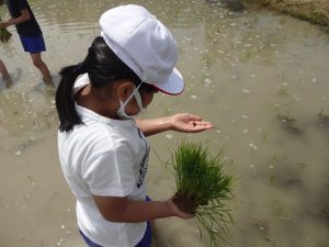 蓮花町で田植え