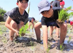 田植え体験！「おいしく育ってね」