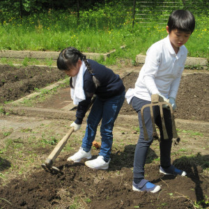 畑のキュウリ最高！