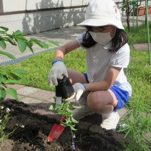 この力「お花畑プロジェクト」