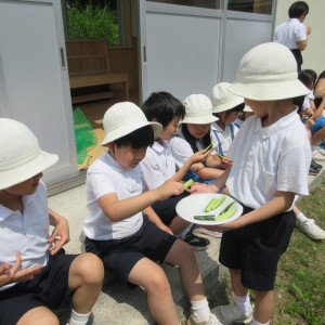 畑のキュウリ最高！