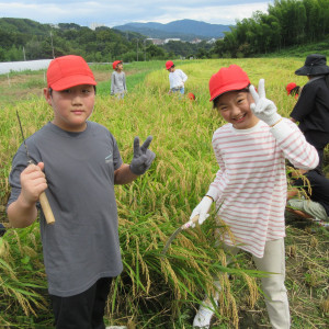 5年生　稲刈り体験